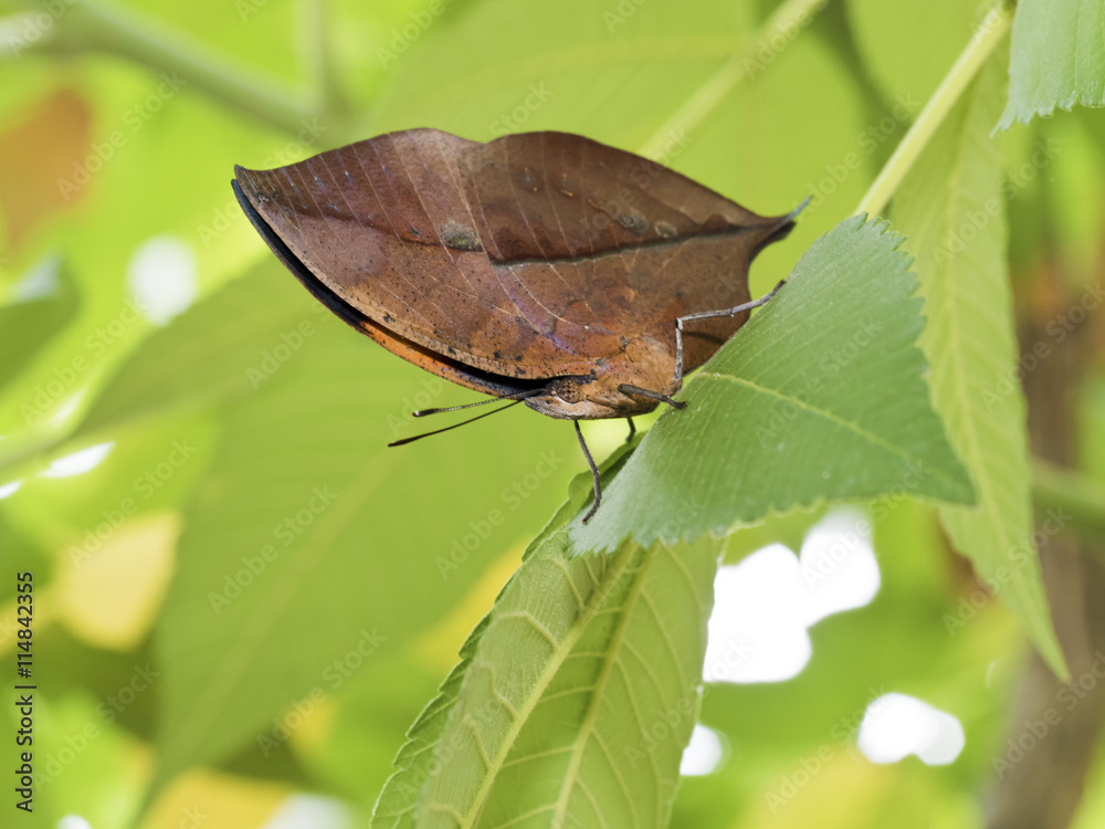 Fototapeta premium dead leaf butterfly,Kallima inachus