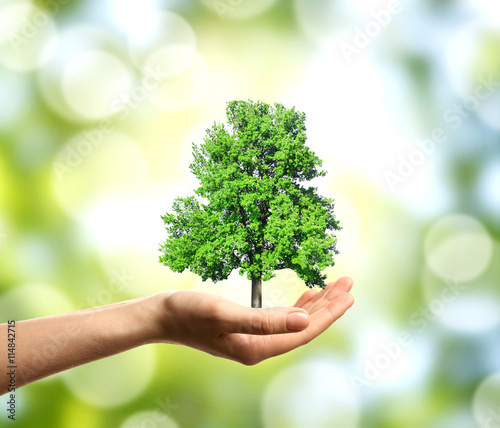 Female hand holding green tree on blurred natural background