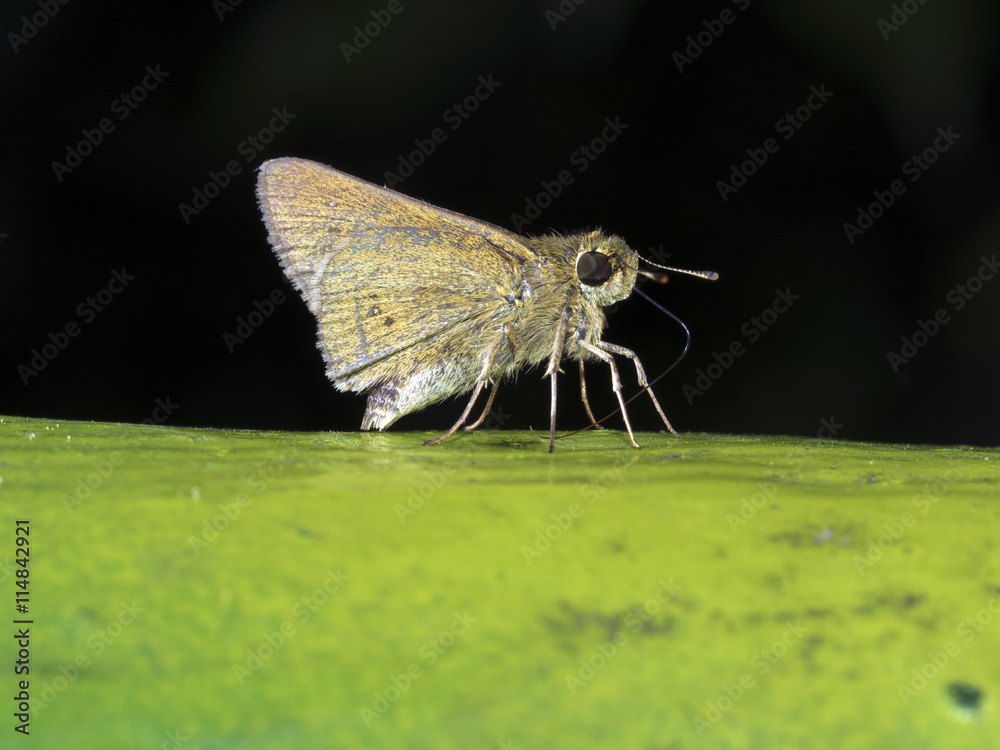 Obraz premium skipper butterfly,Pelopidas mathias oberthueri