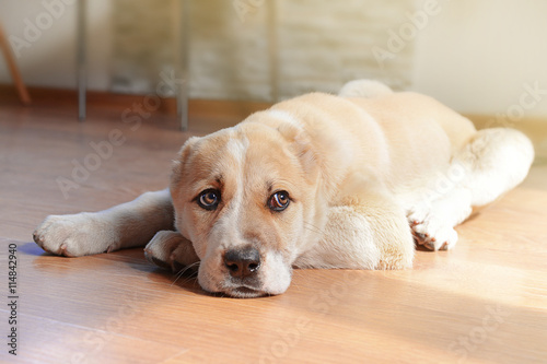 Central Asian Shepherd puppy lying on the floor