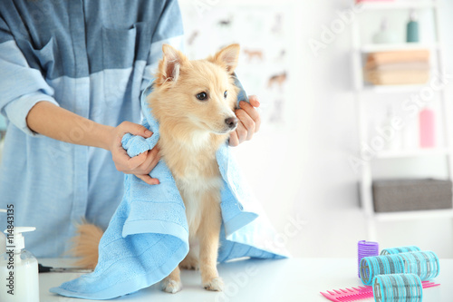Cute dog Spitz at groomer s...