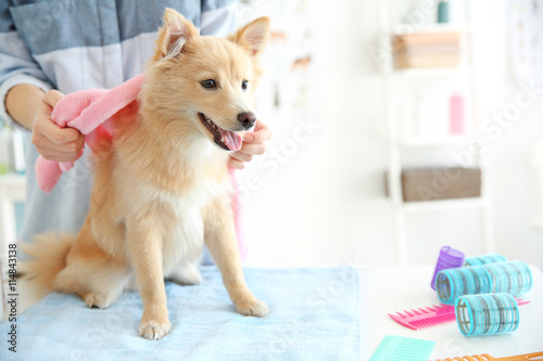 Cute dog Spitz at groomer s...