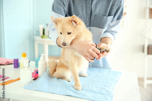 Cute dog Spitz at groomer s...