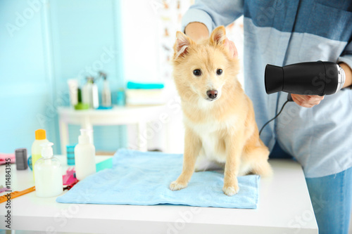Cute dog Spitz at groomer s...