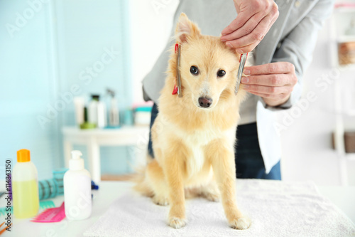 Cute dog Spitz at groomer s...