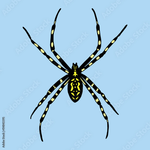 Vector illustration of spider. Argiope bruennichi on blue backgr