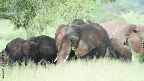 Family of elephants eating