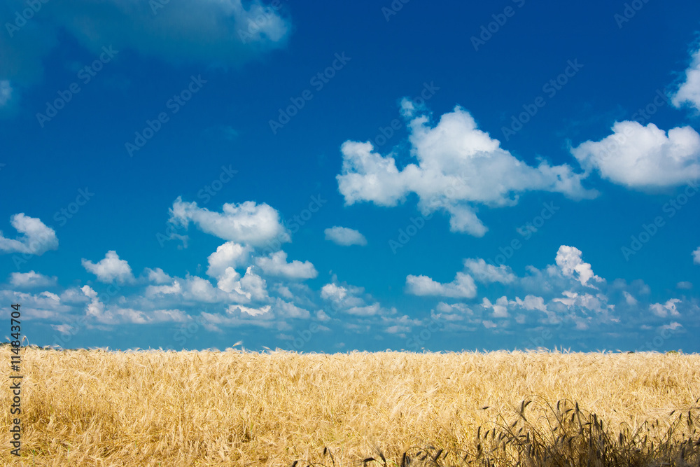 wheat colorful picture