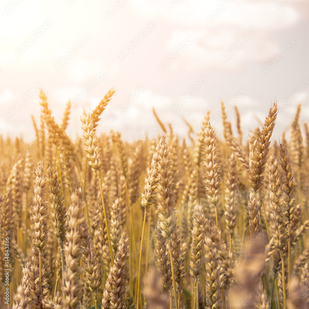 wheat colorful picture wheat colorful picture