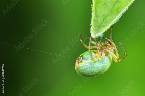 Green cucumber spider Araniella opistographa weaving a web