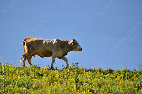 free cow photo