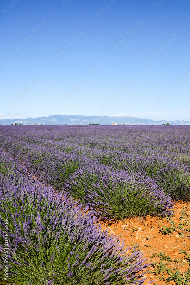 Naklejka premium lavandes en provence