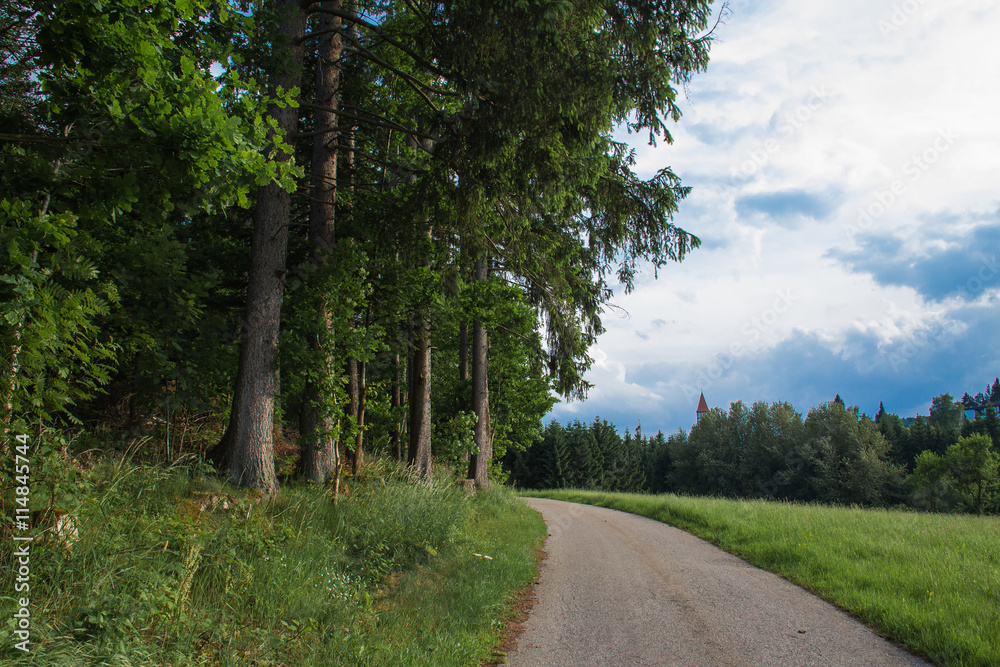 Obraz premium Forest