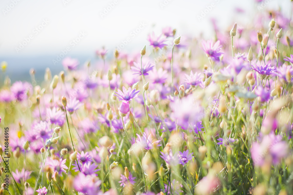 Obraz premium Summer flowers