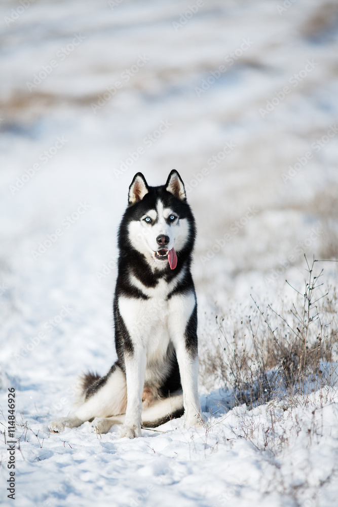 Husky in the snow Husky in the snow