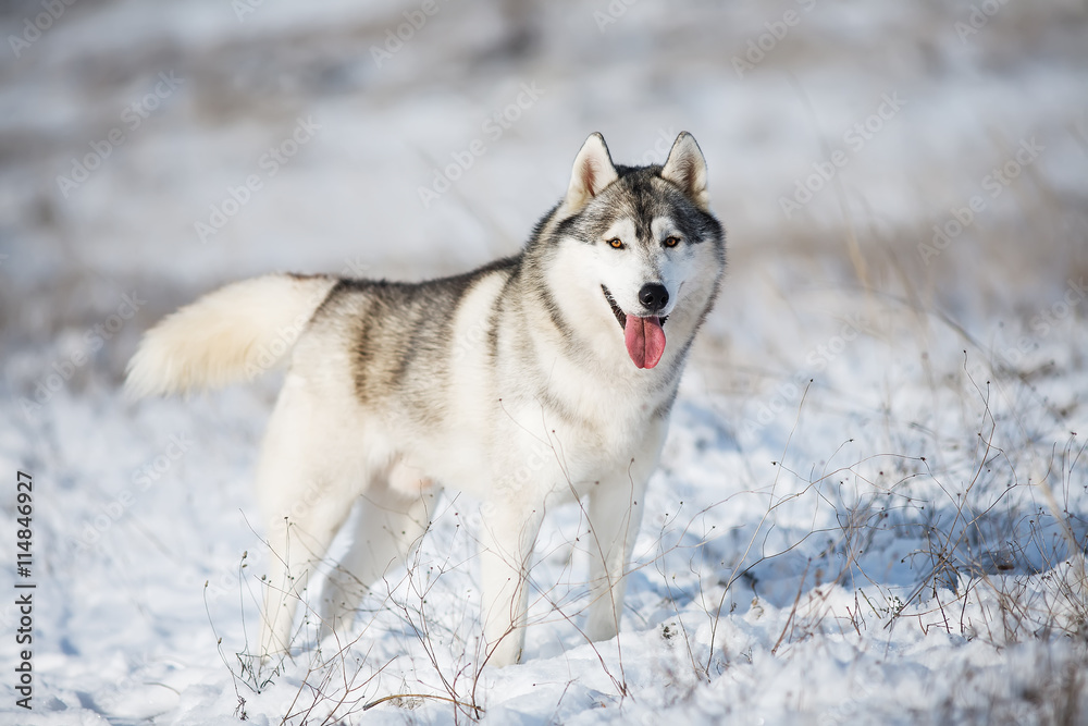 Husky in the snow Husky in the snow