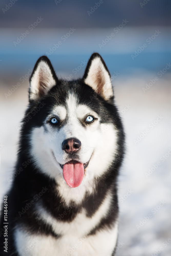 Husky winter