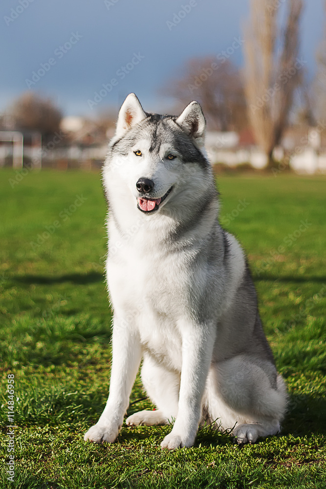 Siberian husky sitting Siberian husky sitting