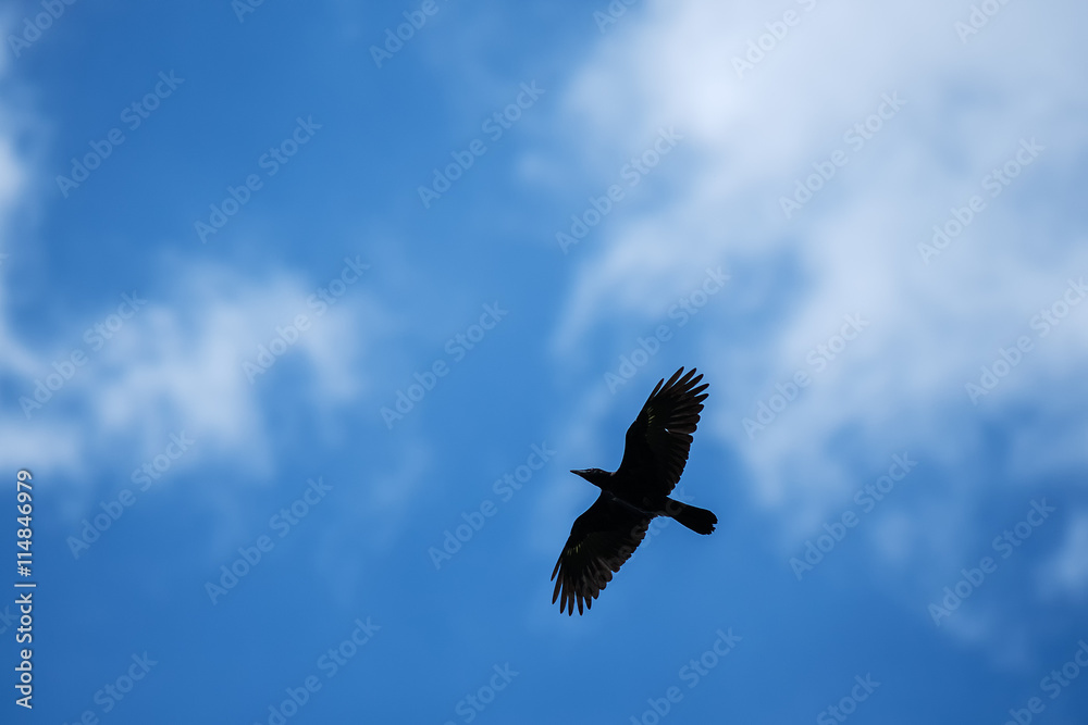 Fototapeta premium Black crow