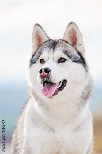 Portrait of a Siberian Husky