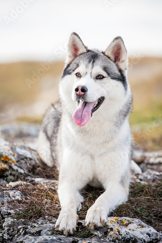 Husky in the mountains