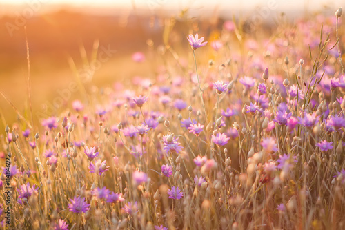 flowers on sunset