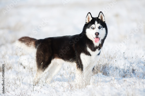 Husky in the snow © sir_j