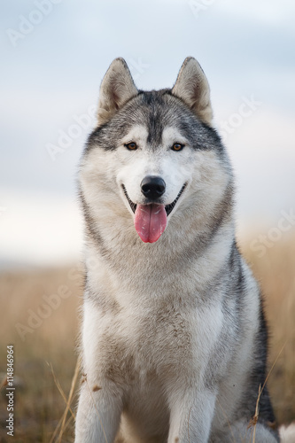 Portrait of a Siberian Husky