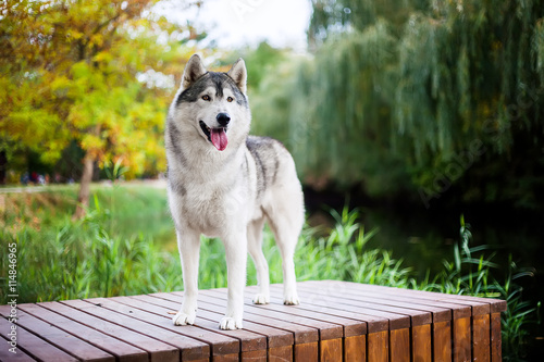 Siberian Husky standing