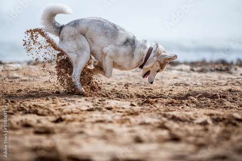 Funny Husky digging