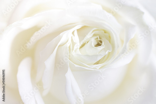 Fresh white rose