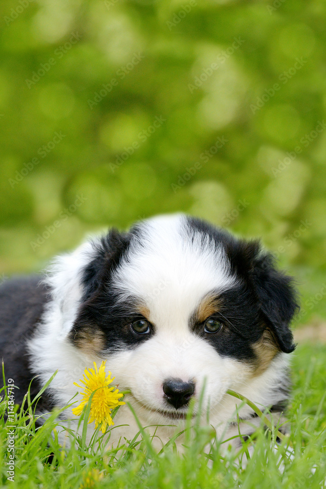 Ein süßer Australian Shepherd Welpe liegt im Gras und hat eine gelbe Blume quer in der Schnauze. Ein süßer Australian Shepherd Welpe liegt im Gras und hat eine gelbe Blume quer in der Schnauze.