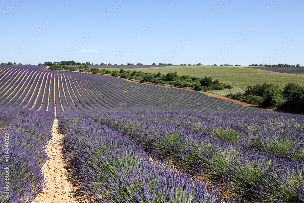 Fototapeta premium lavandes en provence