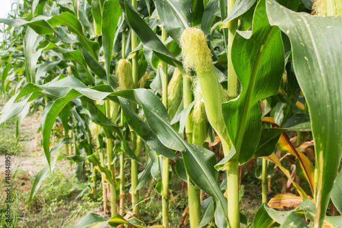 corn field