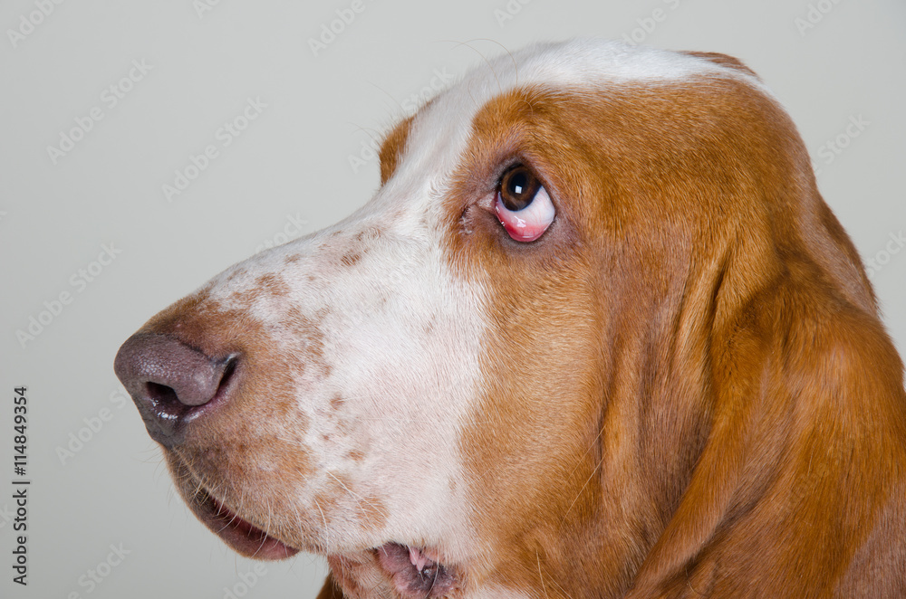 Sad Basset Hound looking up, retro style (selective focus on the eyes) Sad Basset Hound looking up, retro style (selective focus on the eyes)