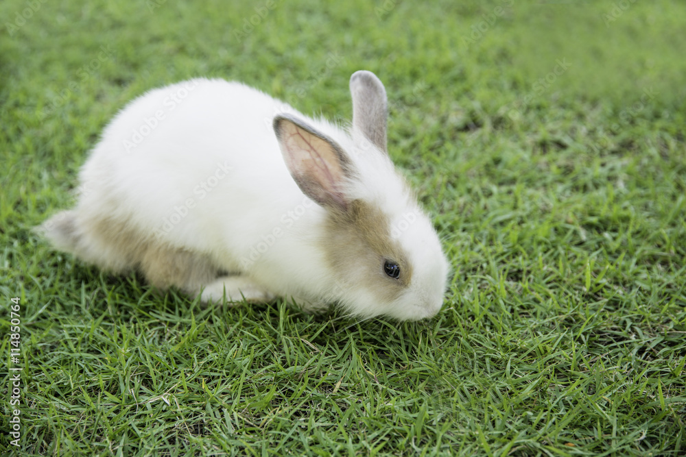 Cottontail bunny rabbit eating grass in the garden Cottontail bunny rabbit eating grass in the garden