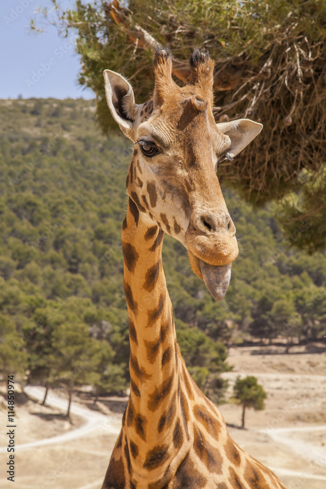 Fototapeta premium Young giraffe