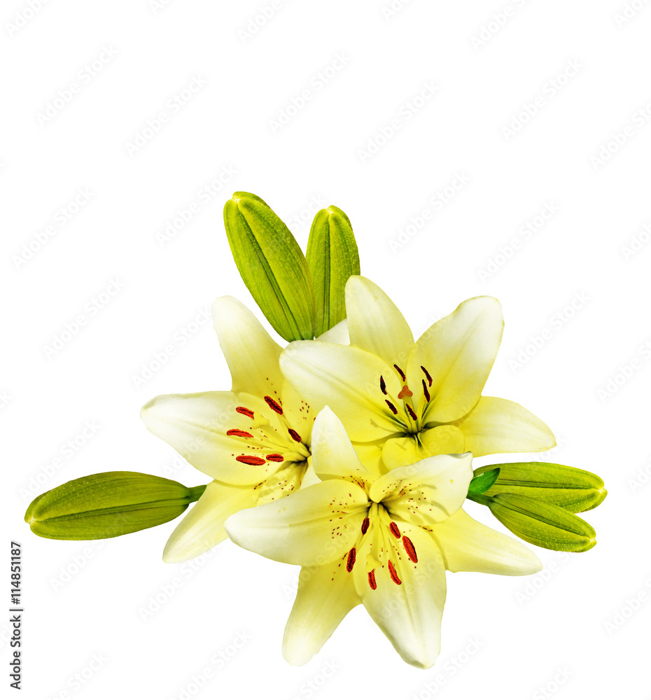 Fototapeta premium Flower lily isolated on white background.