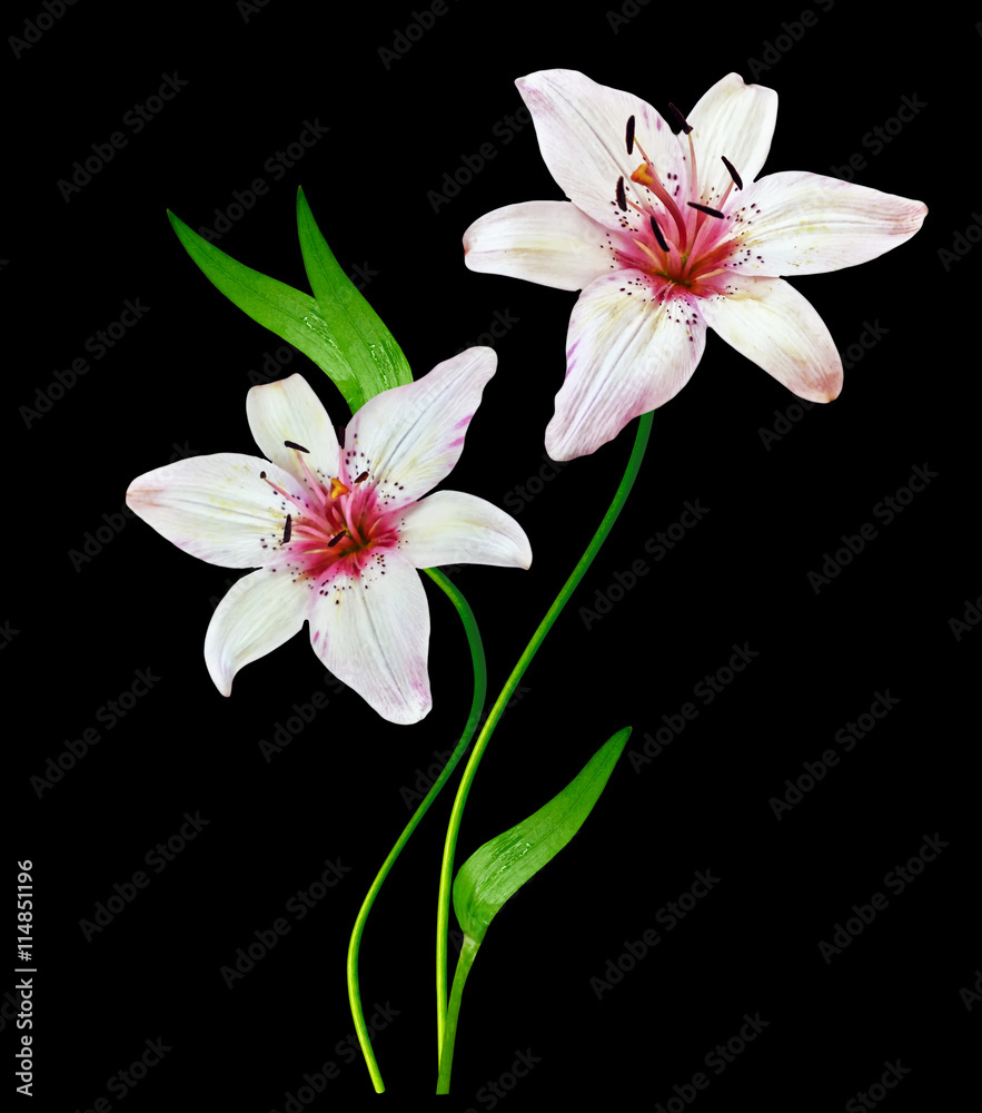 Fototapeta premium white lily flower on a black background
