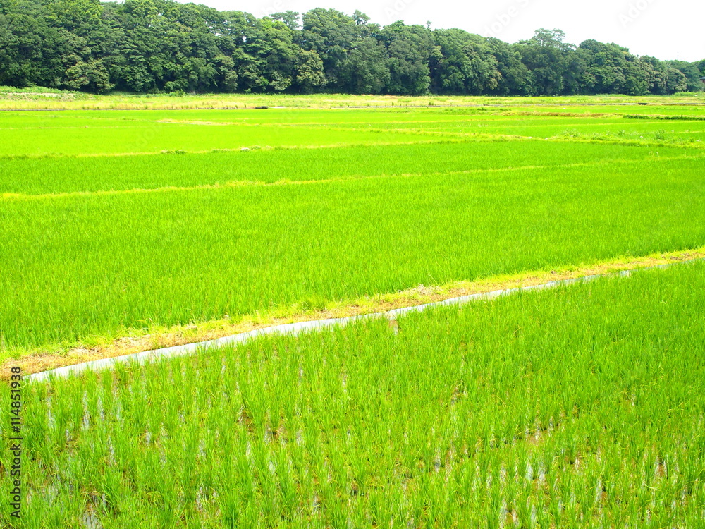 Obraz premium 青田と林風景