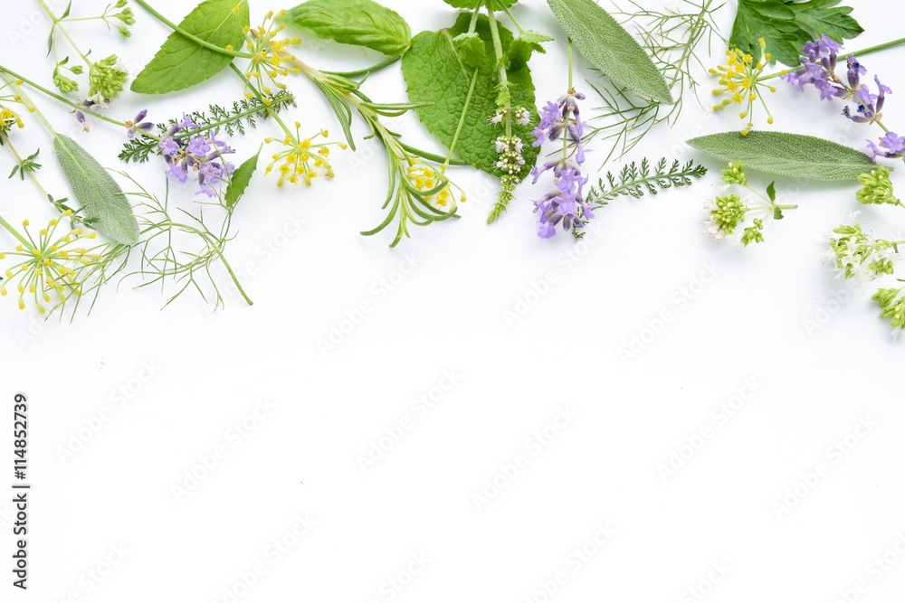 variety of fresh herbs on white background - obrazy, fototapety, plakaty 