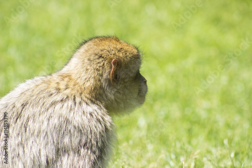 Portrait of a rhesus macaque monkey (Macaca mulatta)