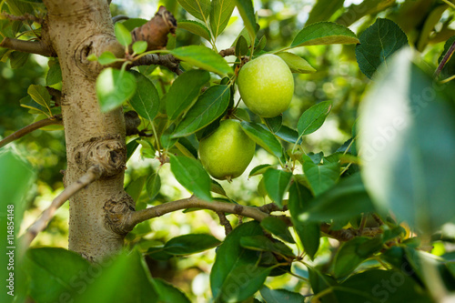 Apples in orchard hanging from branch