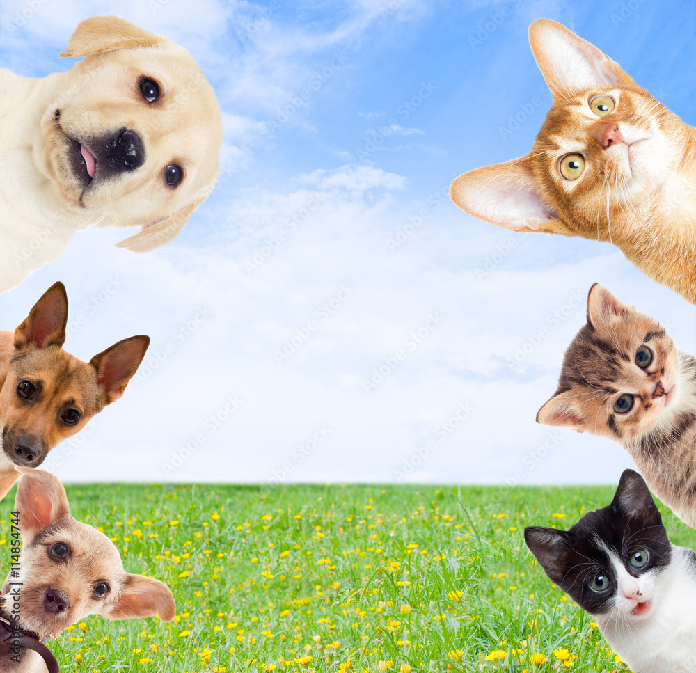  pets on a background of green grass