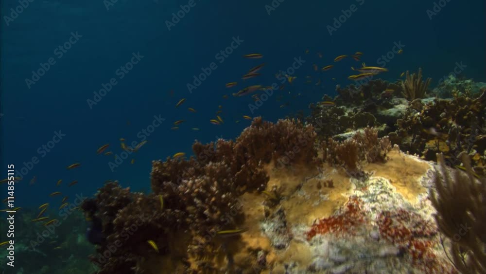 Colorful reef with fish moving in and around coral Colorful reef with fish moving in and around coral