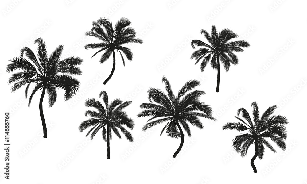 Palmen Silhouetten