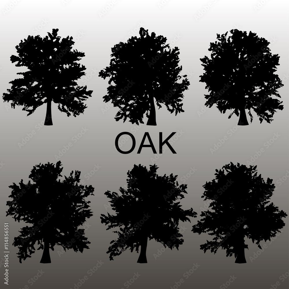 Fototapeta premium Oak