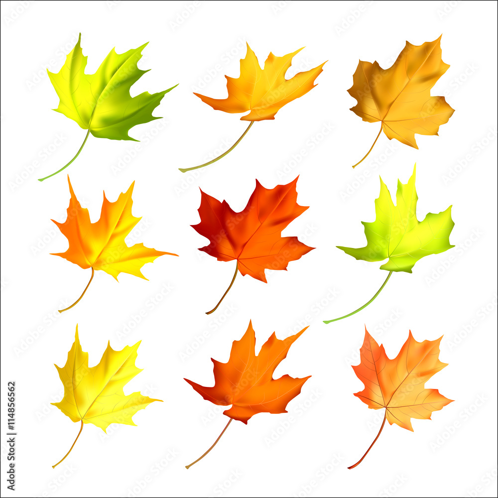 Set of maple autumn leaves design elements