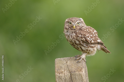 Little owl perched on a country fence post
