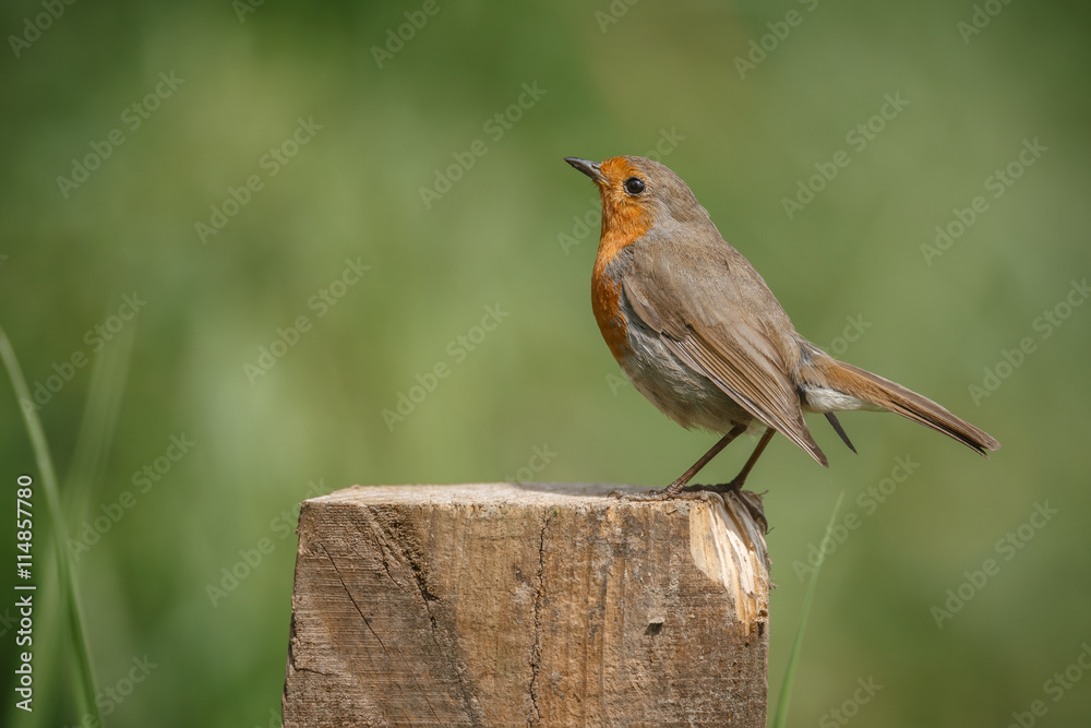 Robin, Erithacus rubecula, perched on a fence post Robin, Erithacus rubecula, perched on a fence post